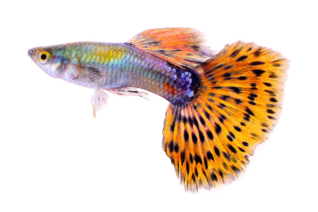 Endler best sale guppy care