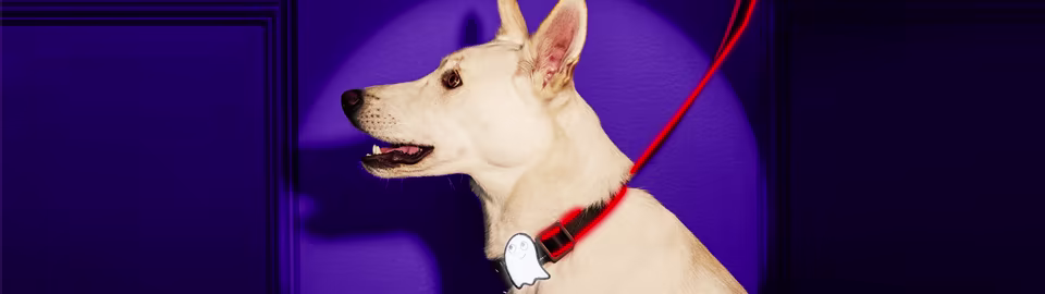 Halloween Pet Safety: 6 Tips to Keep Your Dog & Cat Happy & Healthy