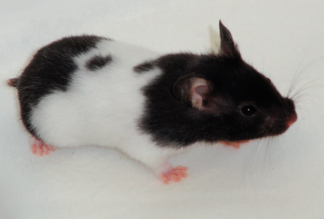 syrian black bear hamster