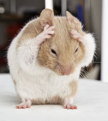 hamster ball pets at home