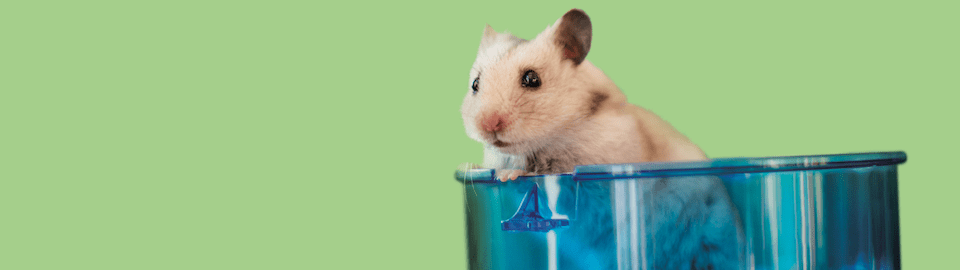 How to Care for Your Hamster: The Basics