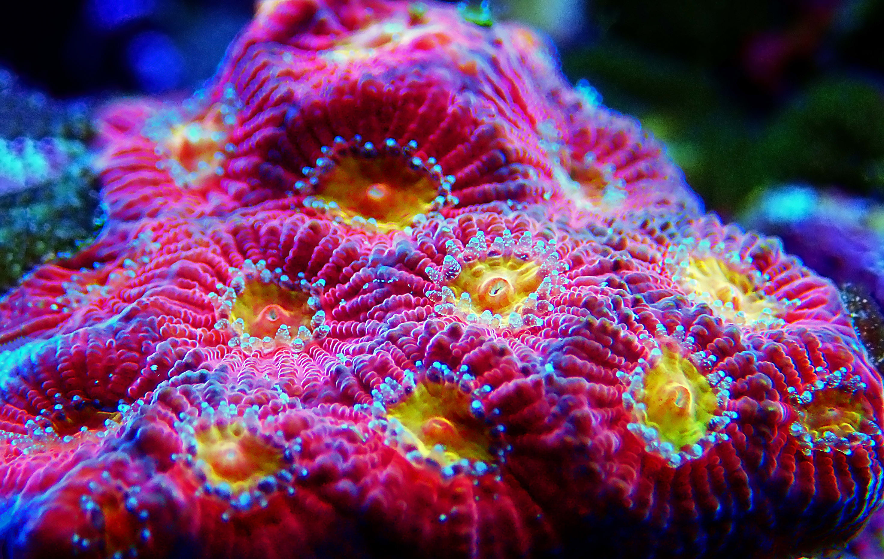 hard coral care sheet