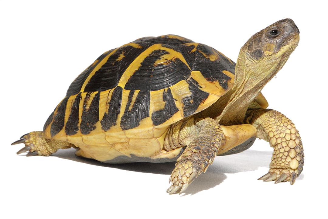 Hermann's Tortoise (Testudo hermanni)
