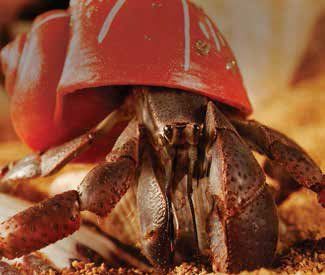 wild hermit crab care