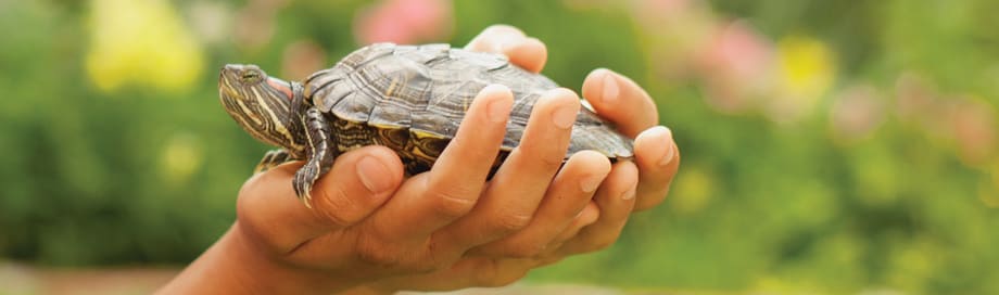 holding pet turtle