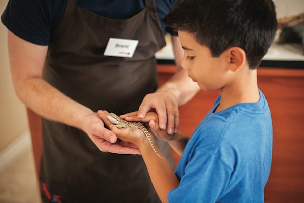 petco bearded dragon price