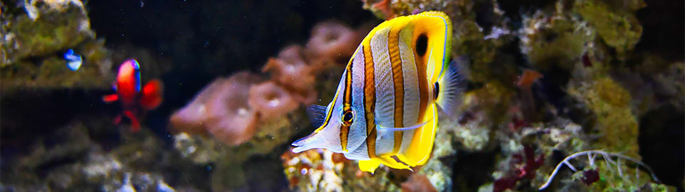 fish in aquarium