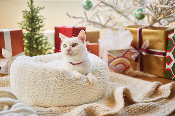 Cat in bed in front of gifts