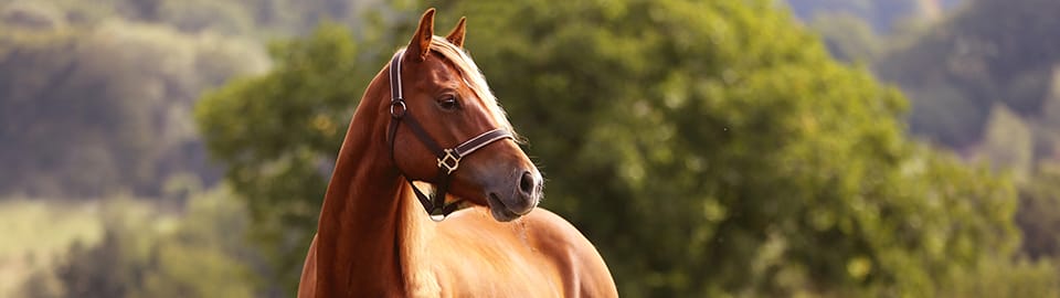 horse in field