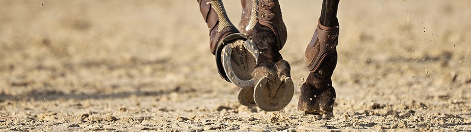 horse shoes