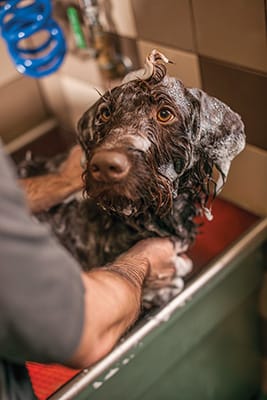 is it ok to wash your dog with human shampoo