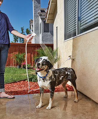 petco dog wash