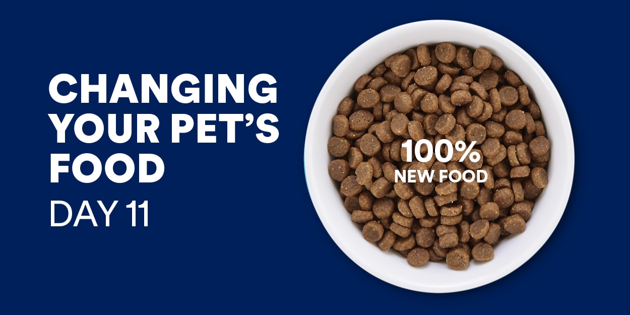 How to Transition Your Dog or Cat to a New Food Petco