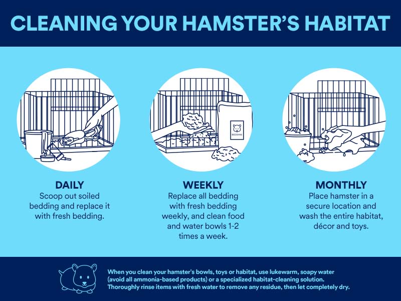 What can you put in a hamster outlet cage