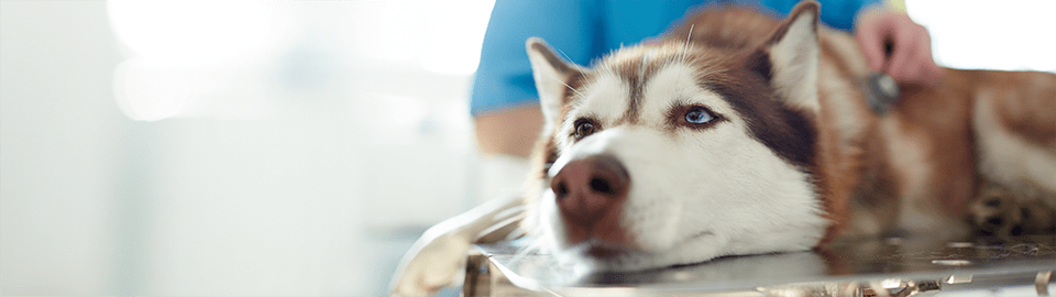 husky getting exam at a vet office