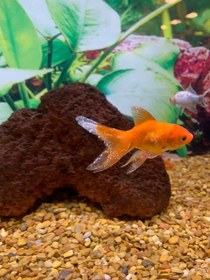 Petco best sale freshwater fish