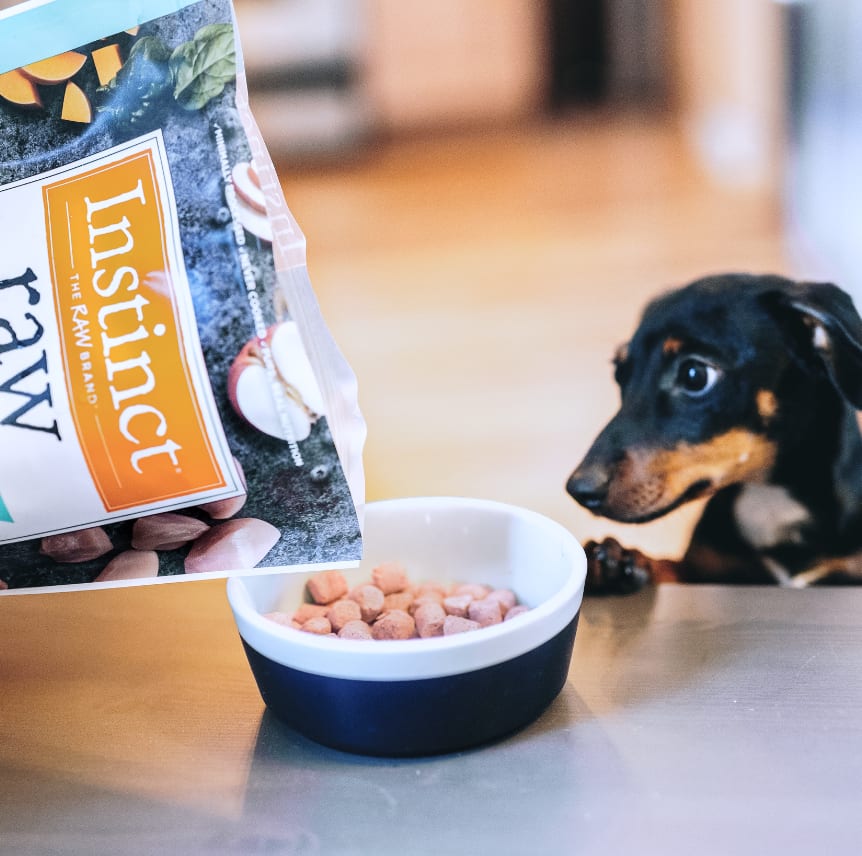Dog looking up at owner as they add Mixers to dog bowl