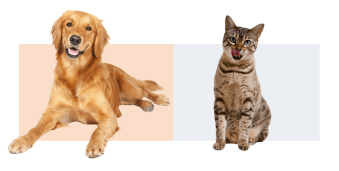 Images of a puppy and adult dog. Images of a kitten and adult cats