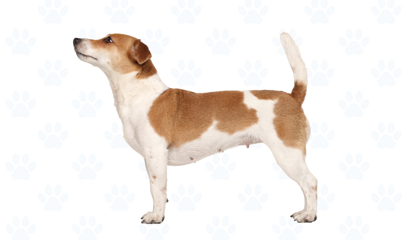 Brown & White coat example
