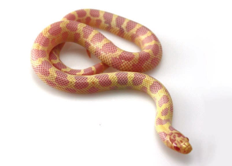 buy milk snake