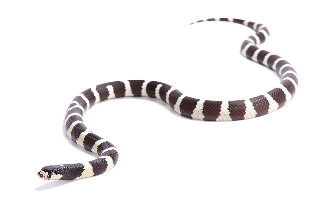 A Guide To Caring For A Kingsnake Or Milk Snake As A Pet, 44% OFF