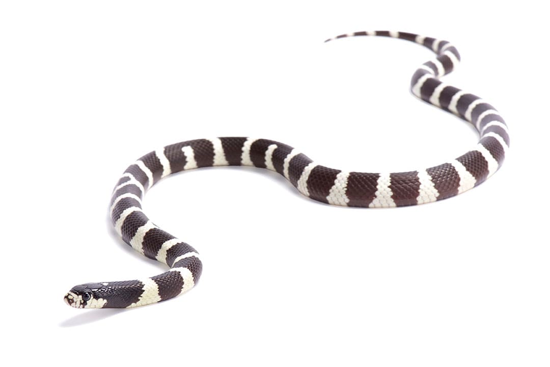 Milk Snake (Lampropeltis sp.)