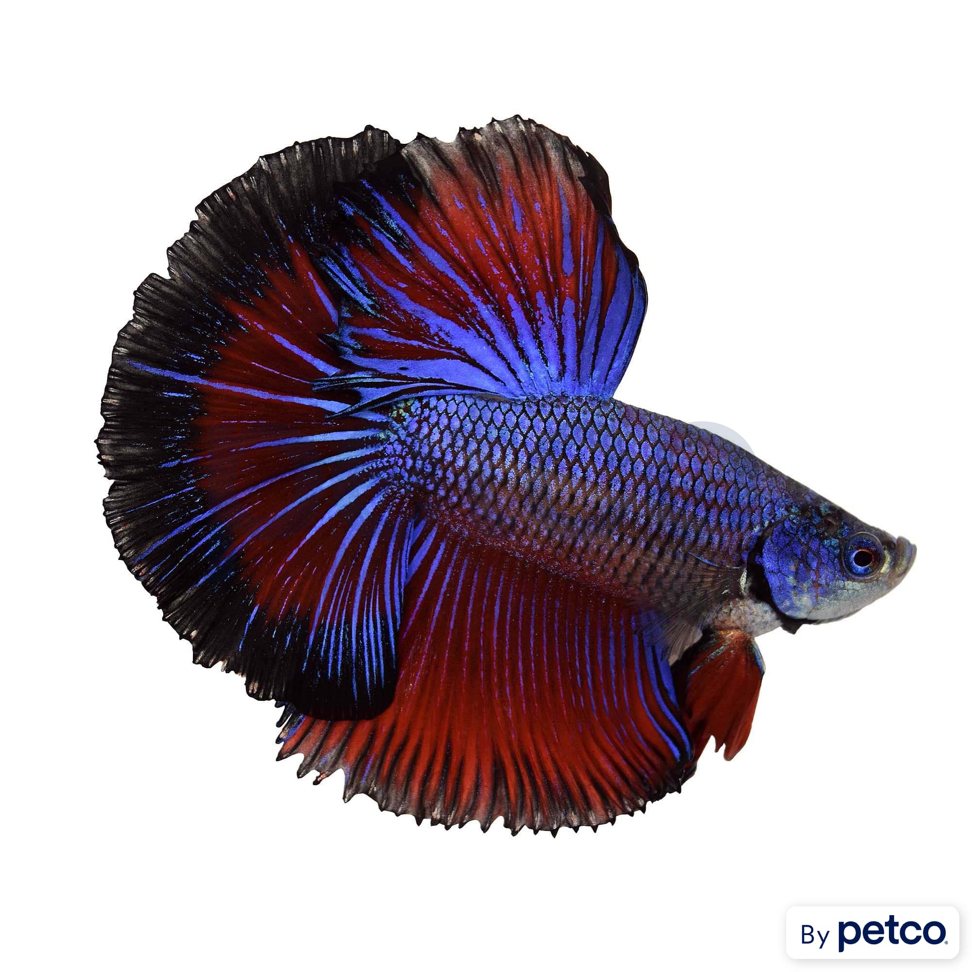 Male Halfmoon Betta Fish Siamese Fighting Fish Extra Large Petco