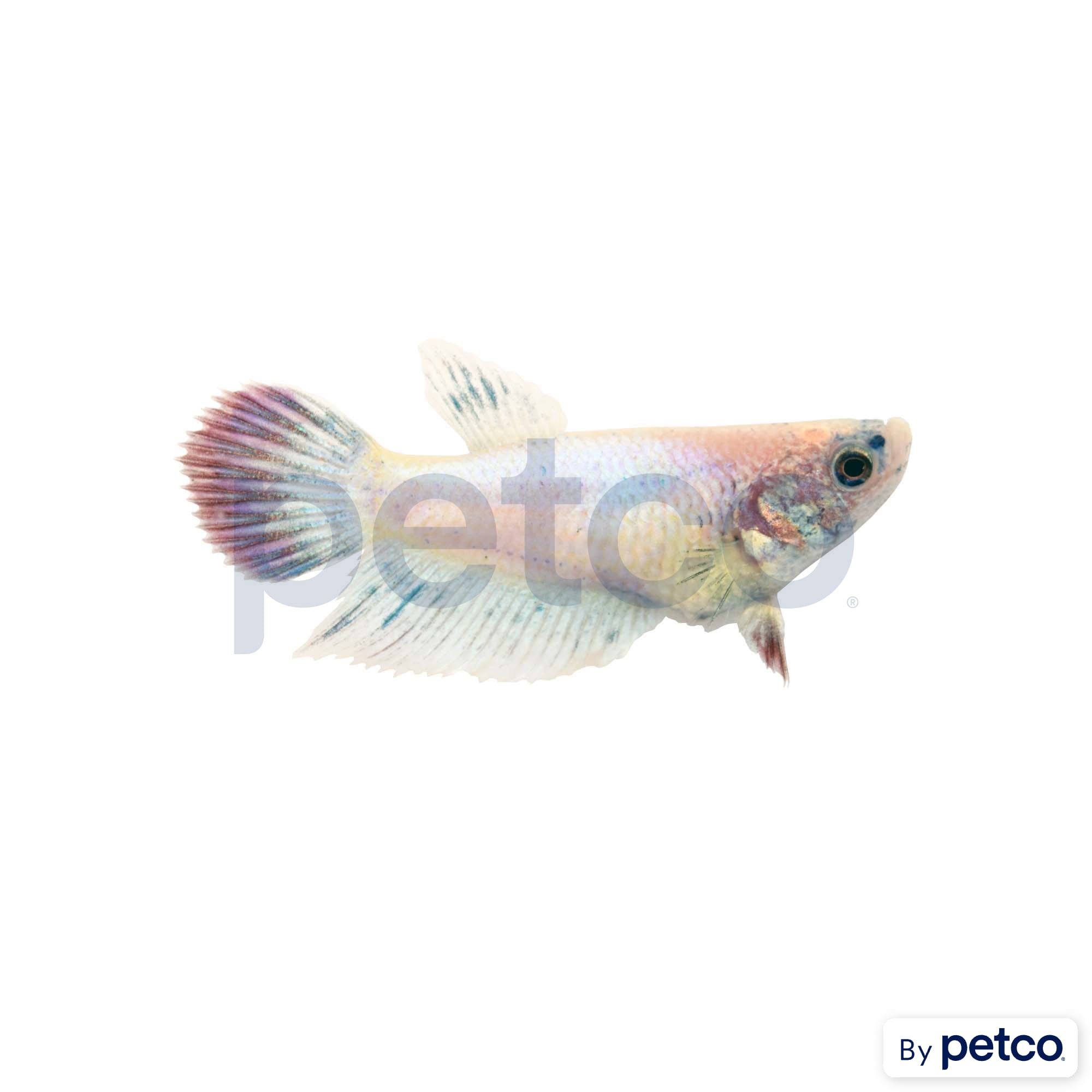 Female Veiltail Betta Fish, Siamese Fighting Fish - Extra Large