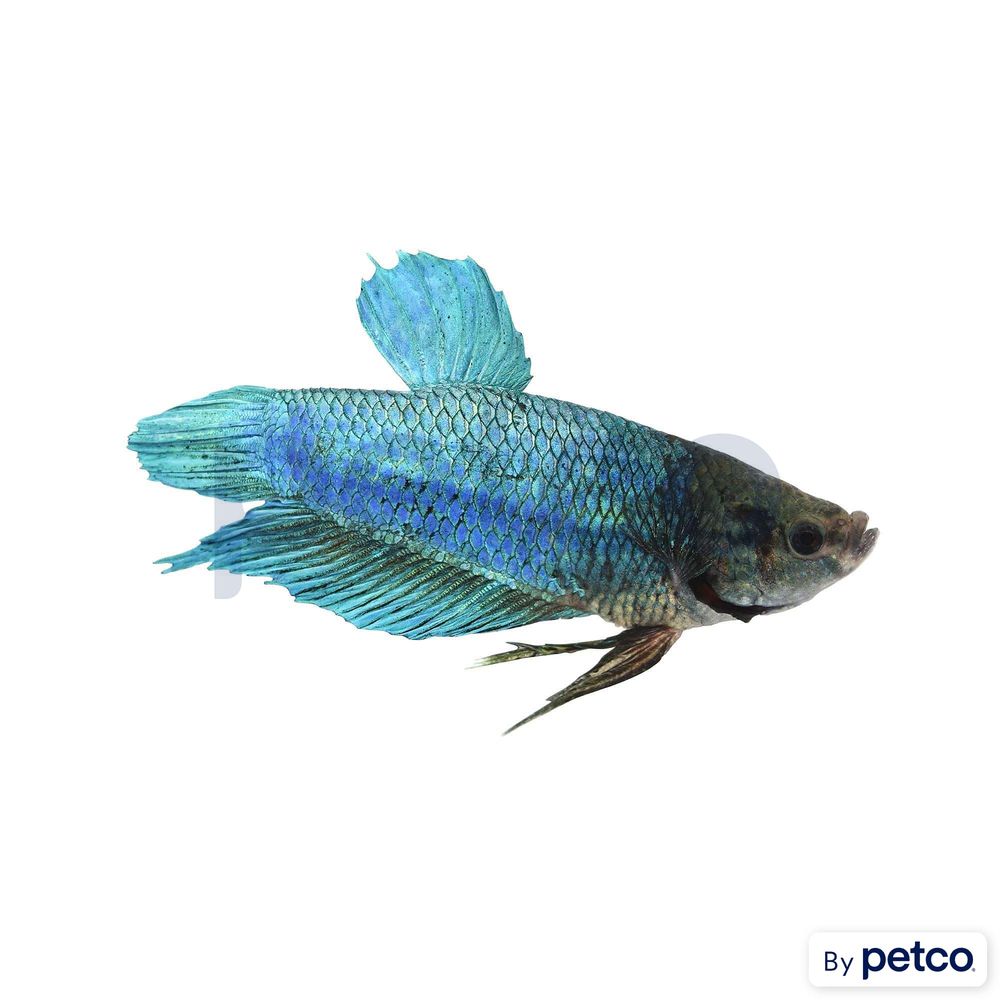 Betta king fish shop