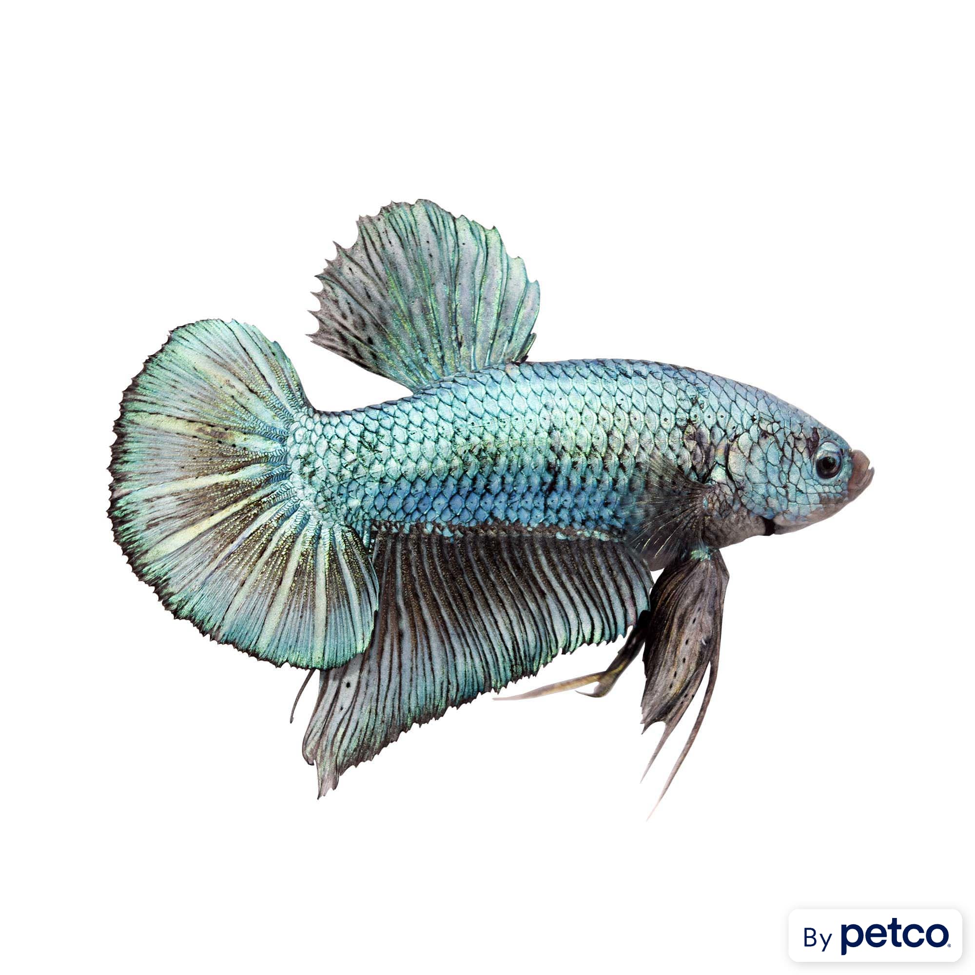 Male Halfmoon Plakat Betta Fish