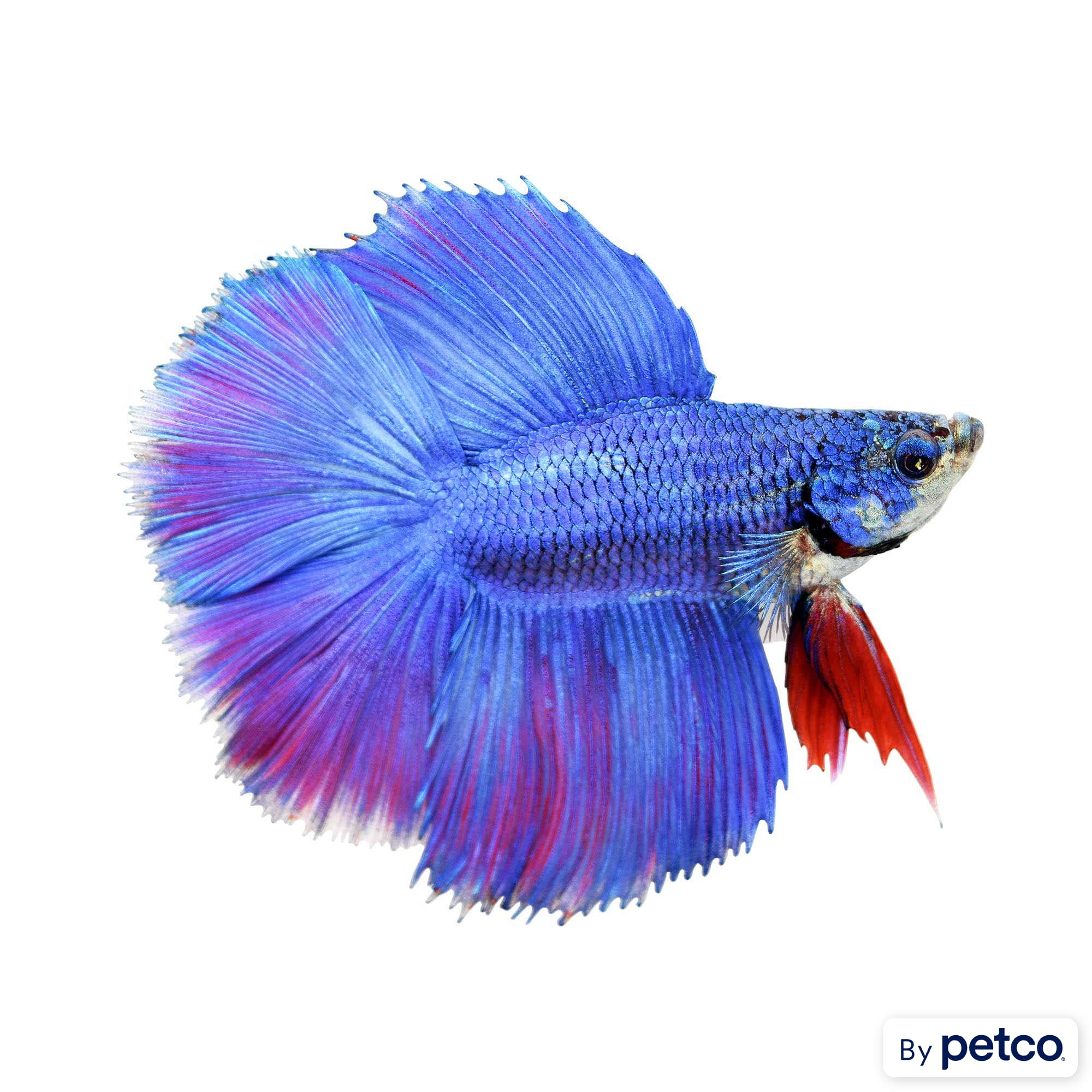 Twin tail top halfmoon female betta
