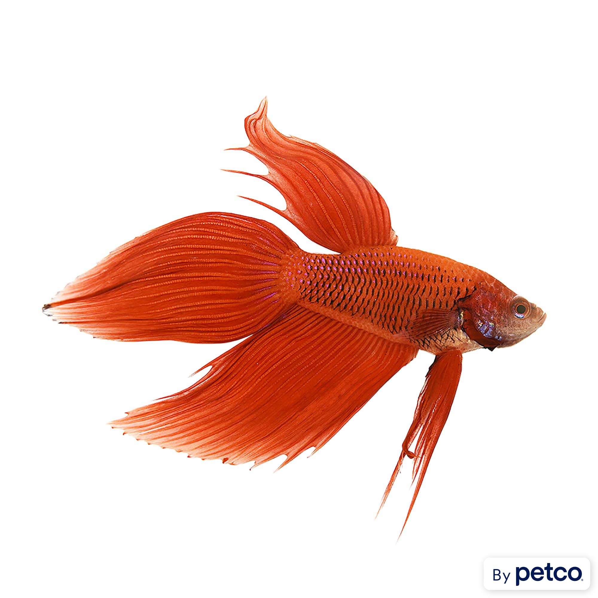 Red female cheap veiltail betta