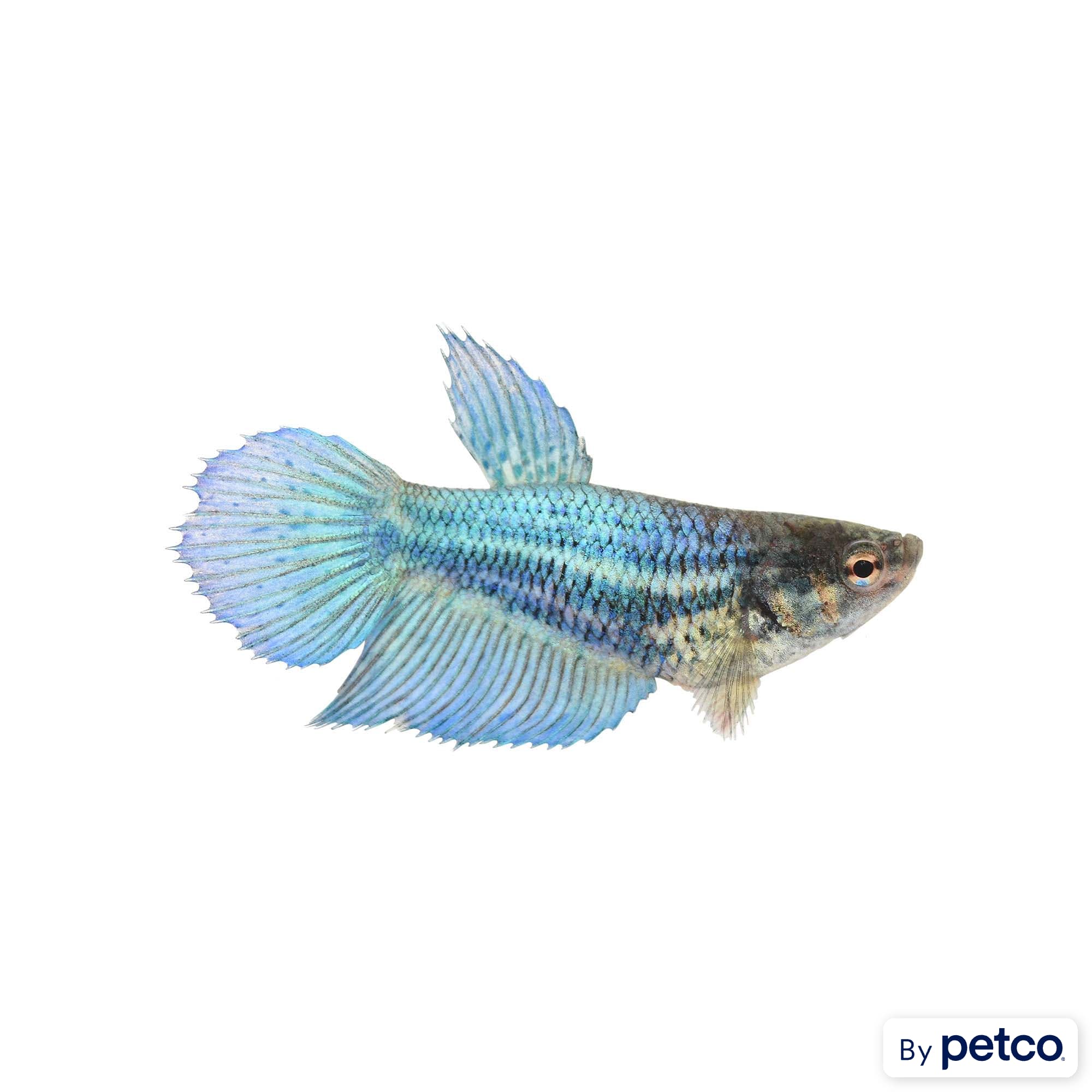 Buy female betta fish best sale