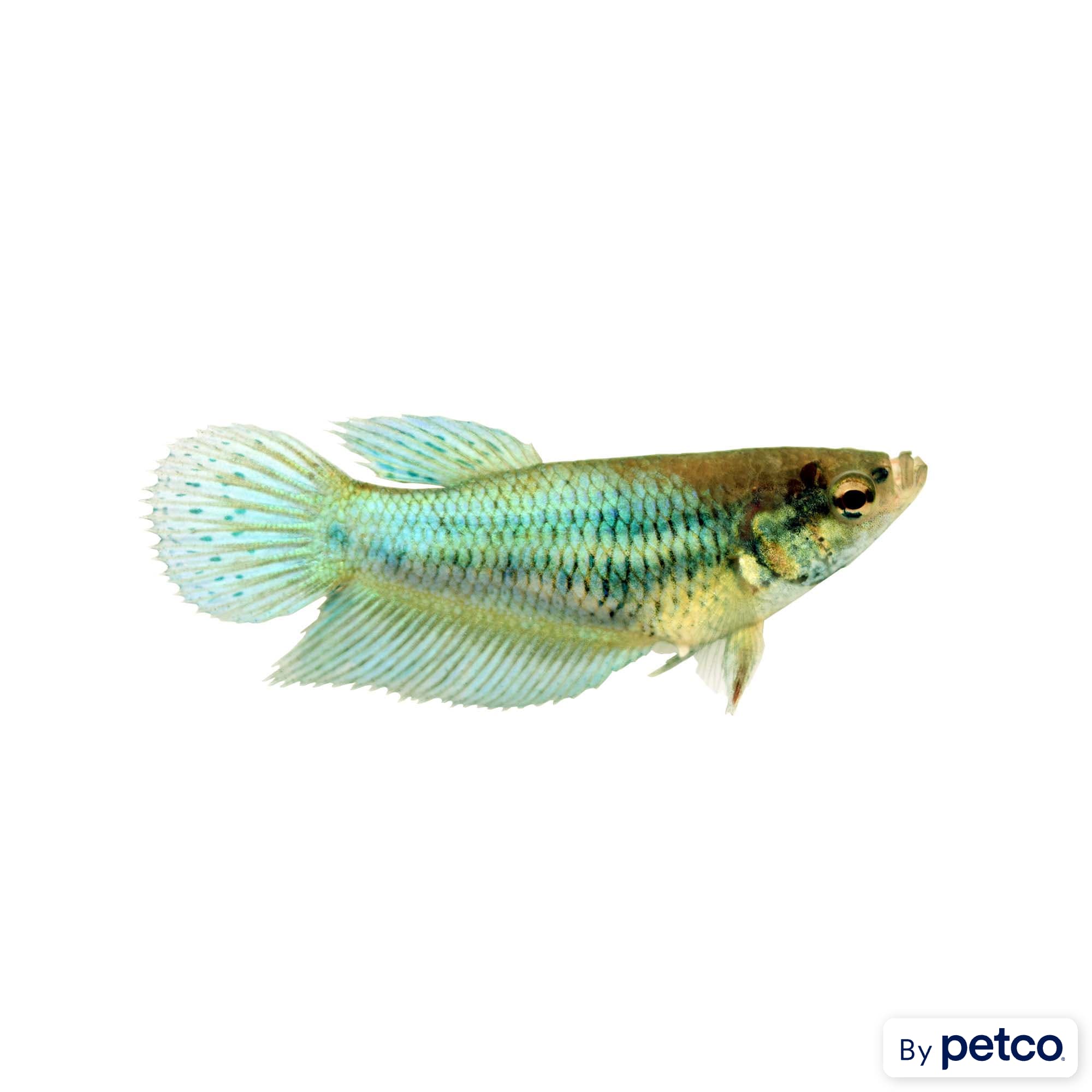 Blue female store veiltail betta