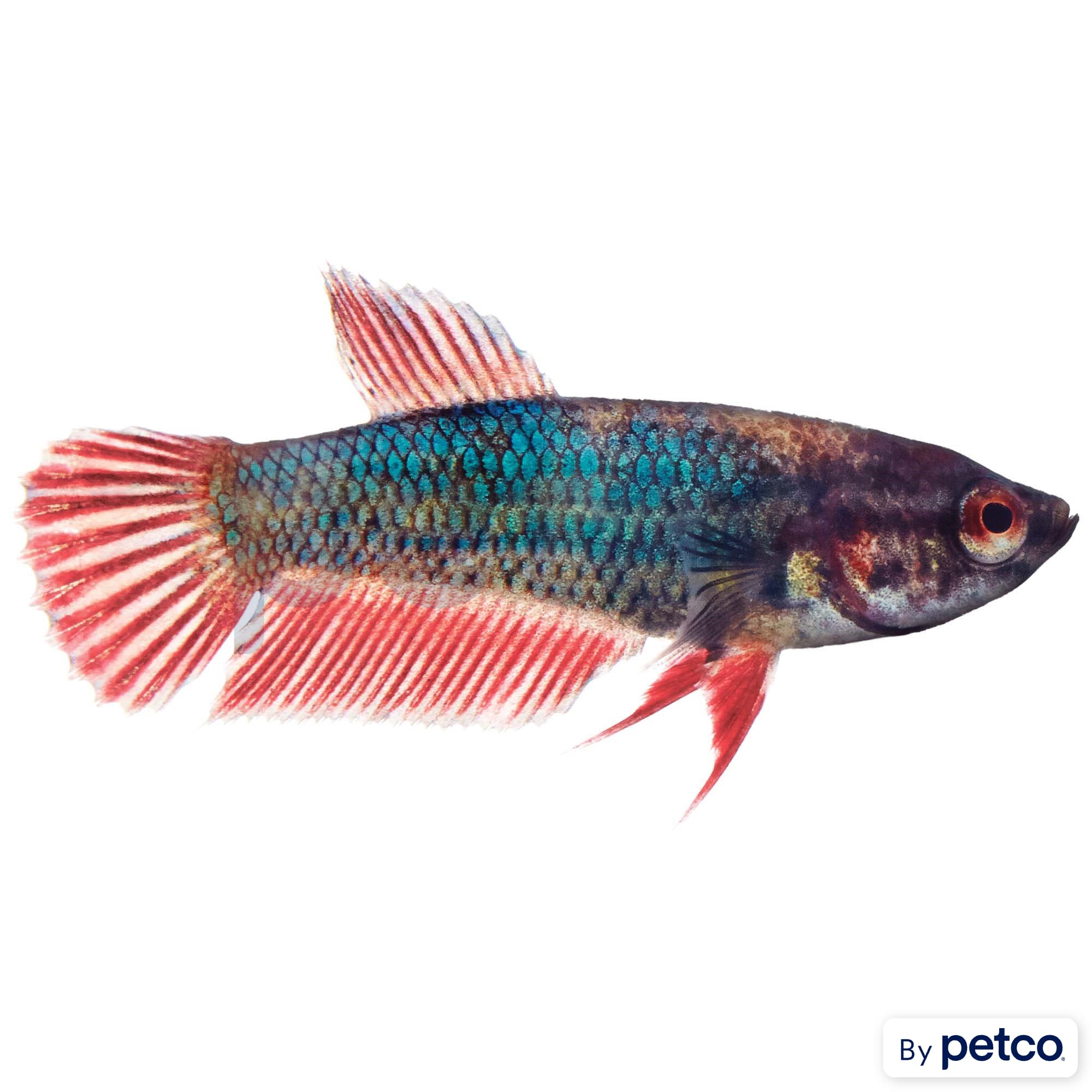 Little betta fish 2025