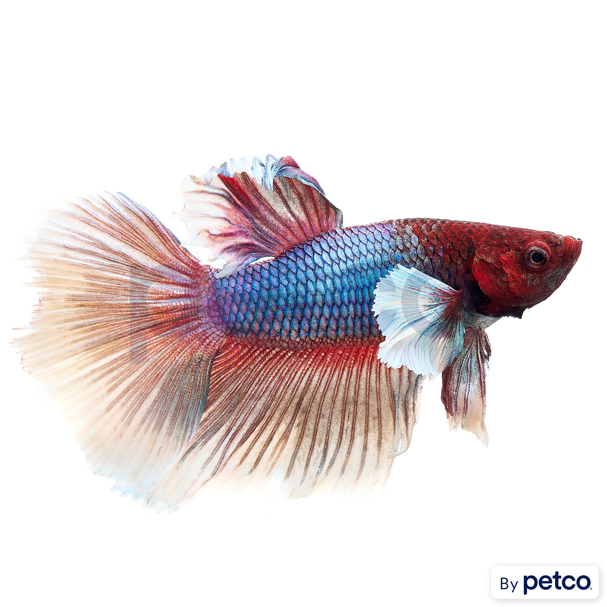 Female dumbo betta for sale deals
