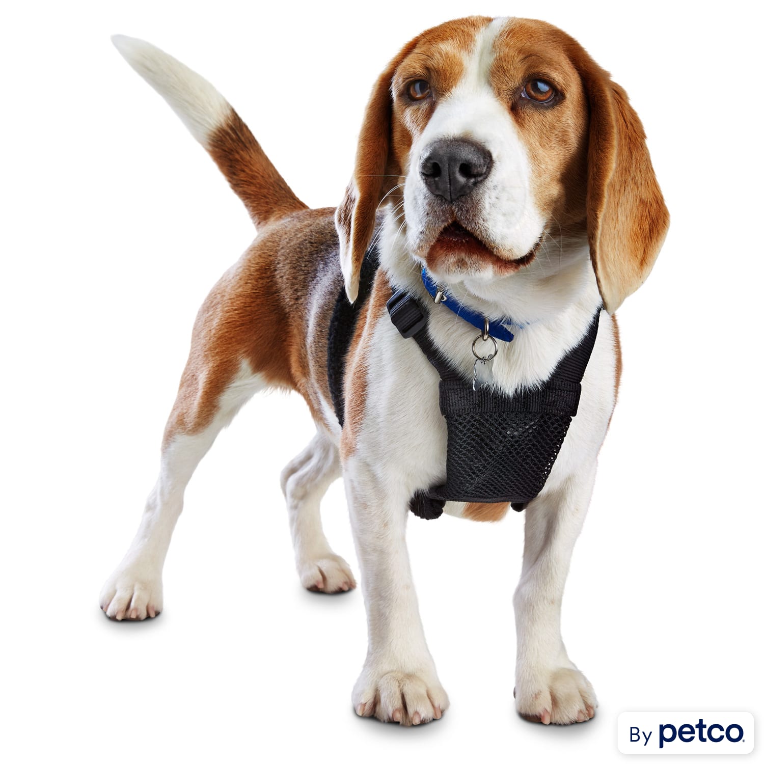 Petco halti 2025