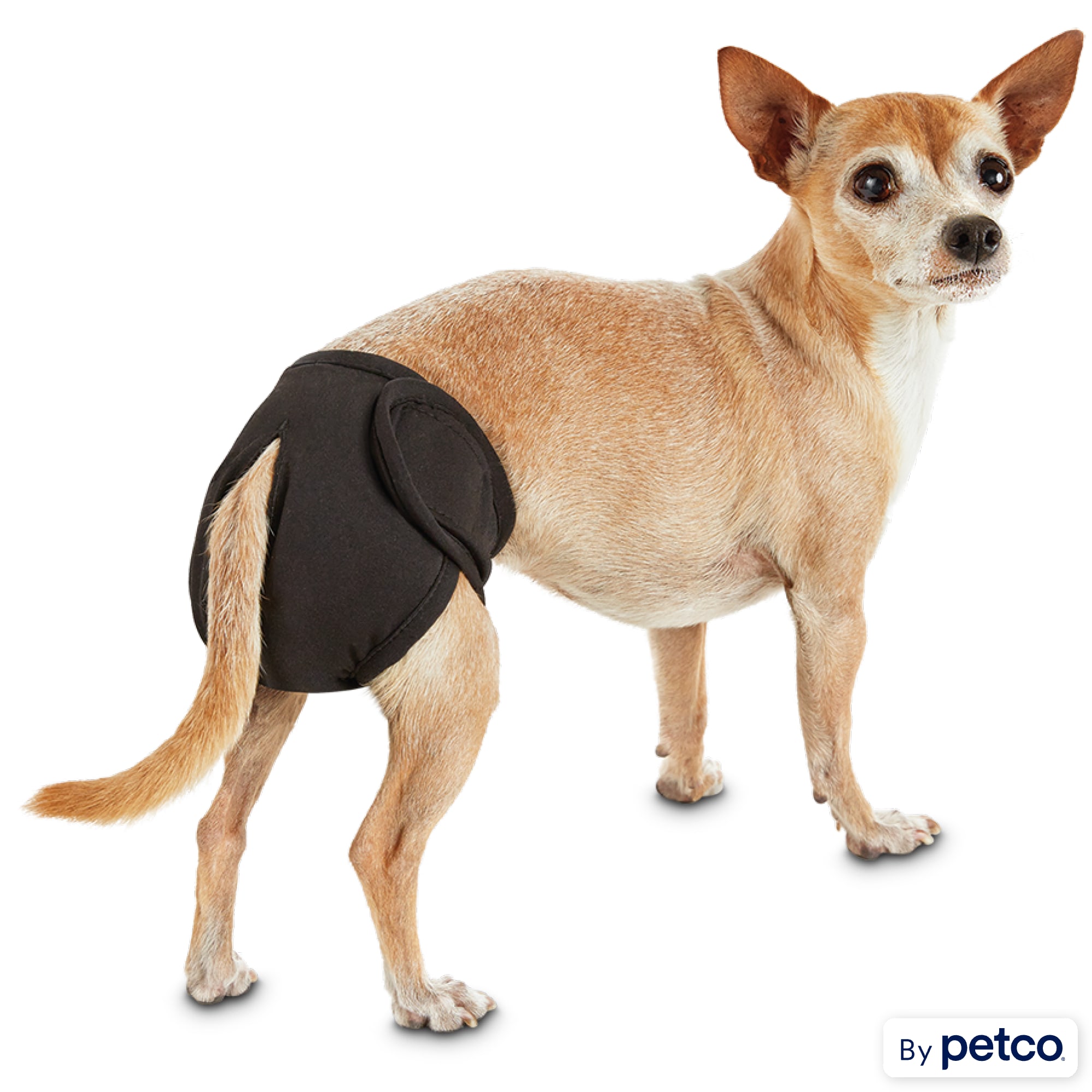 So Phresh X Small Washable Dog Diapers for Travel Heat Tracking