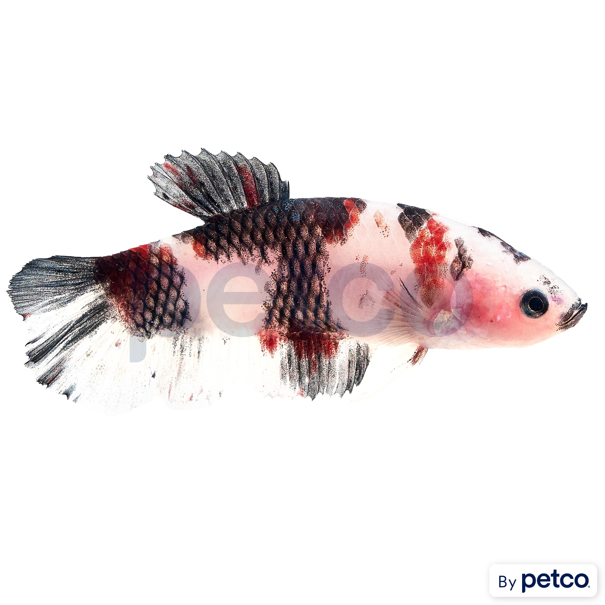 Koi betta female for sale deals