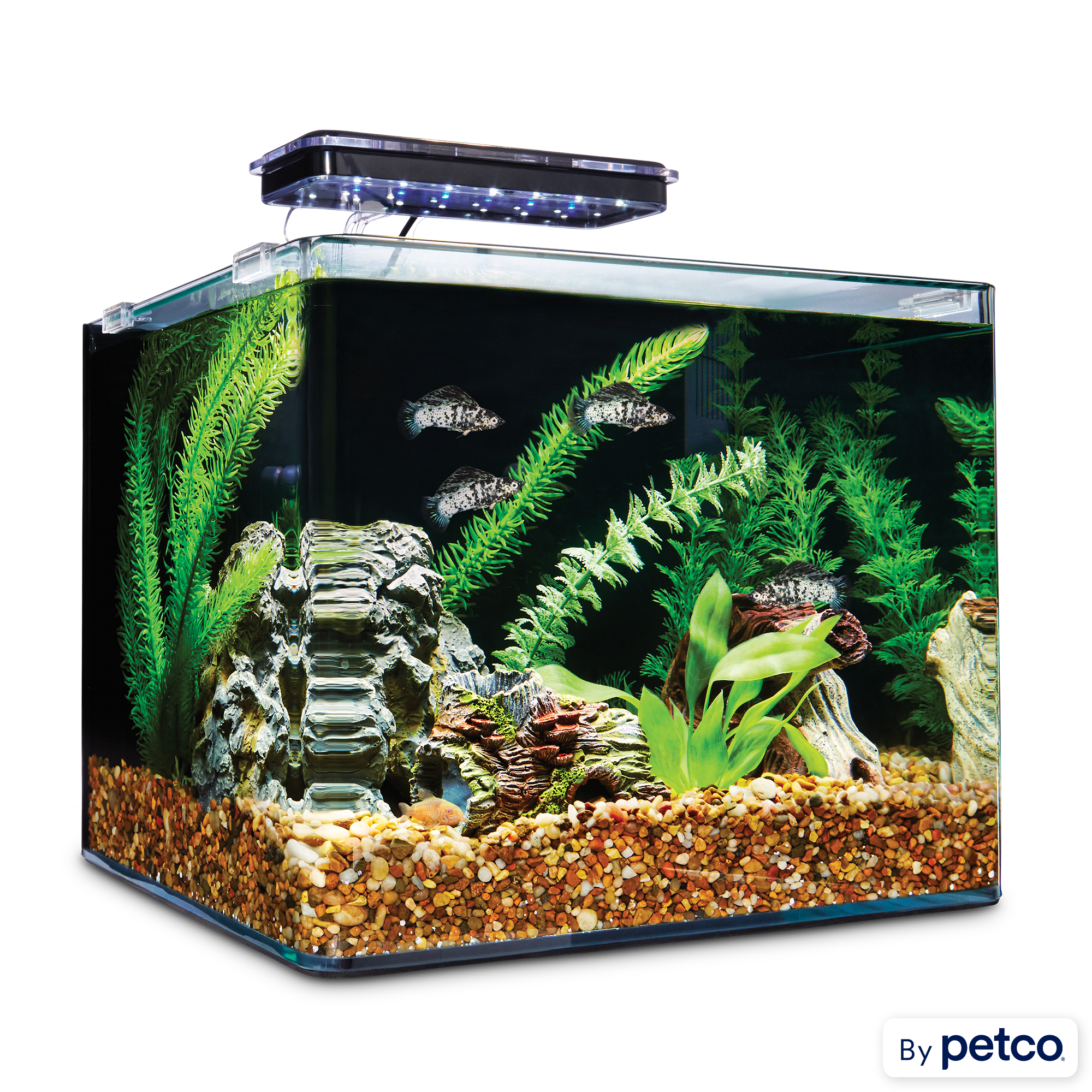 How to Select a Tank for a Freshwater Aquarium