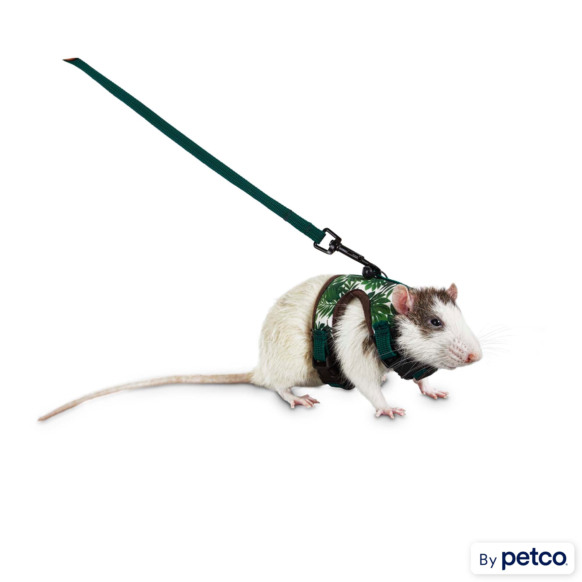 Pet rat leash best sale