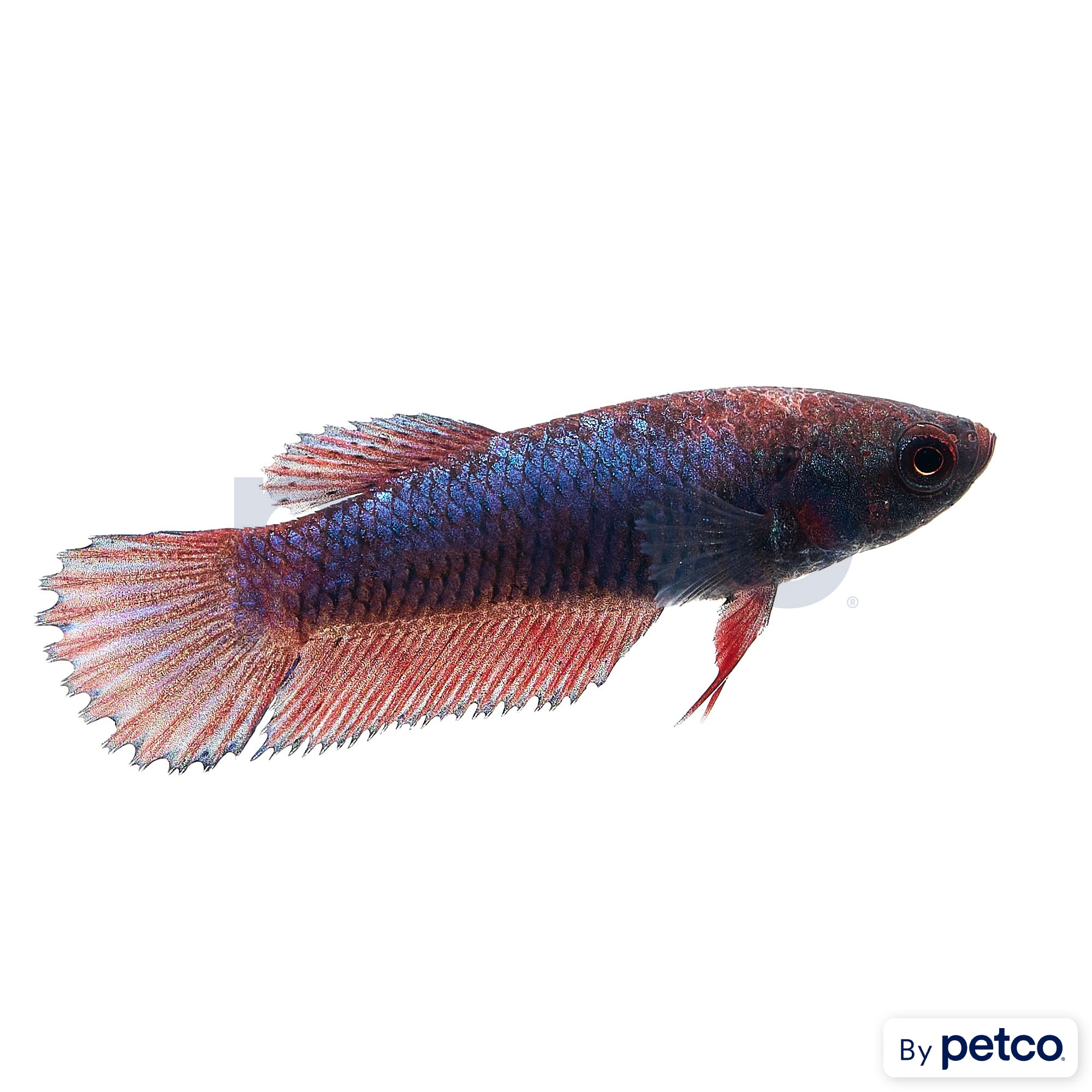 Baby Boy Bettas for Sale: Order Online