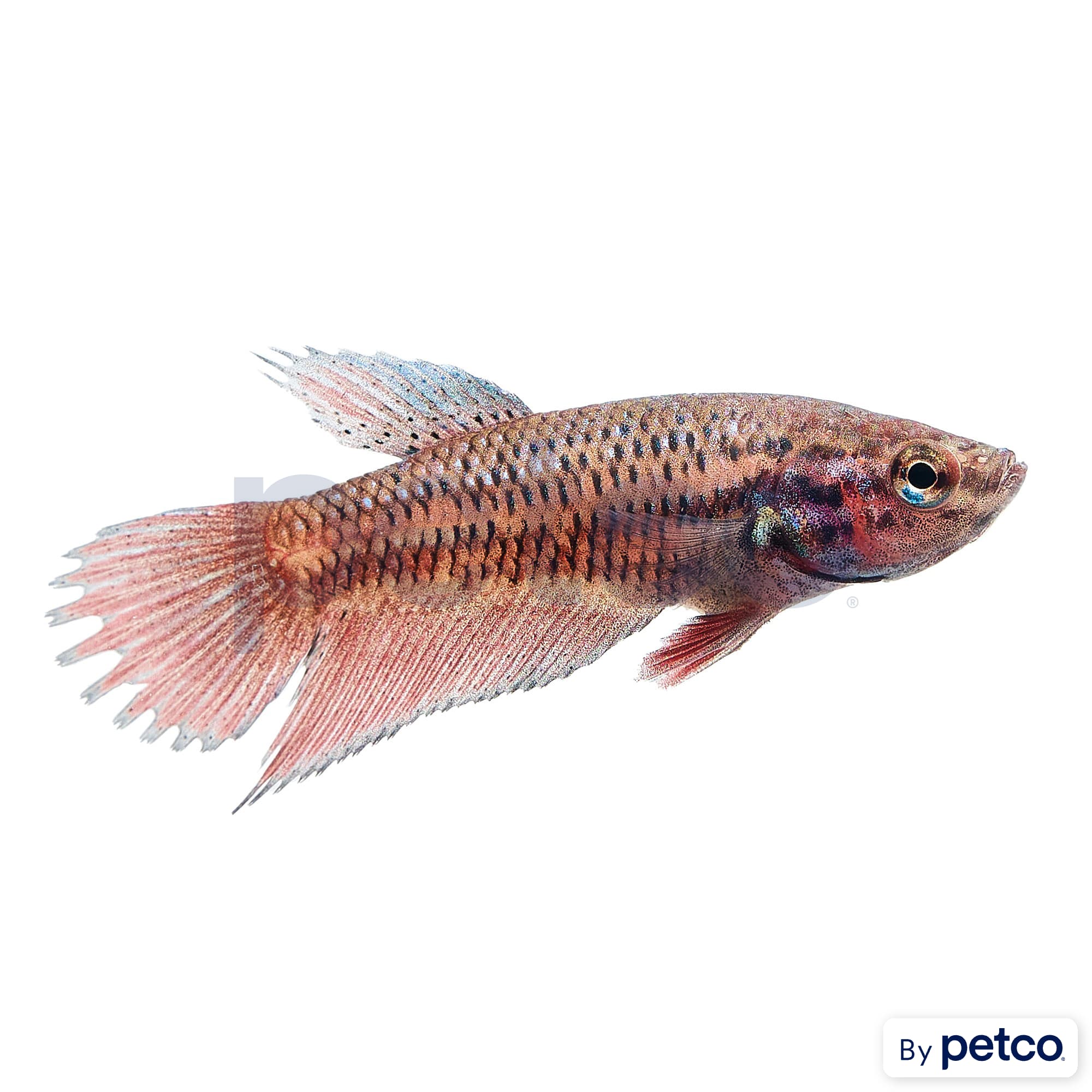 Kanaplex petco deals