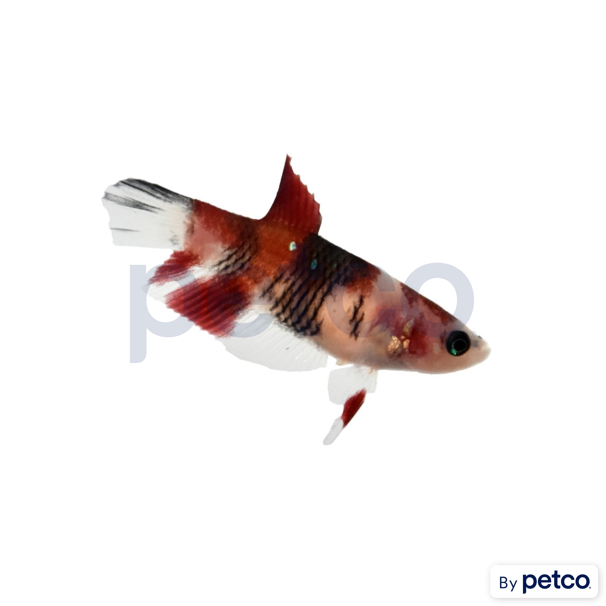 Imagitarium Female Koi Betta Fish for Freshwater Tanks
