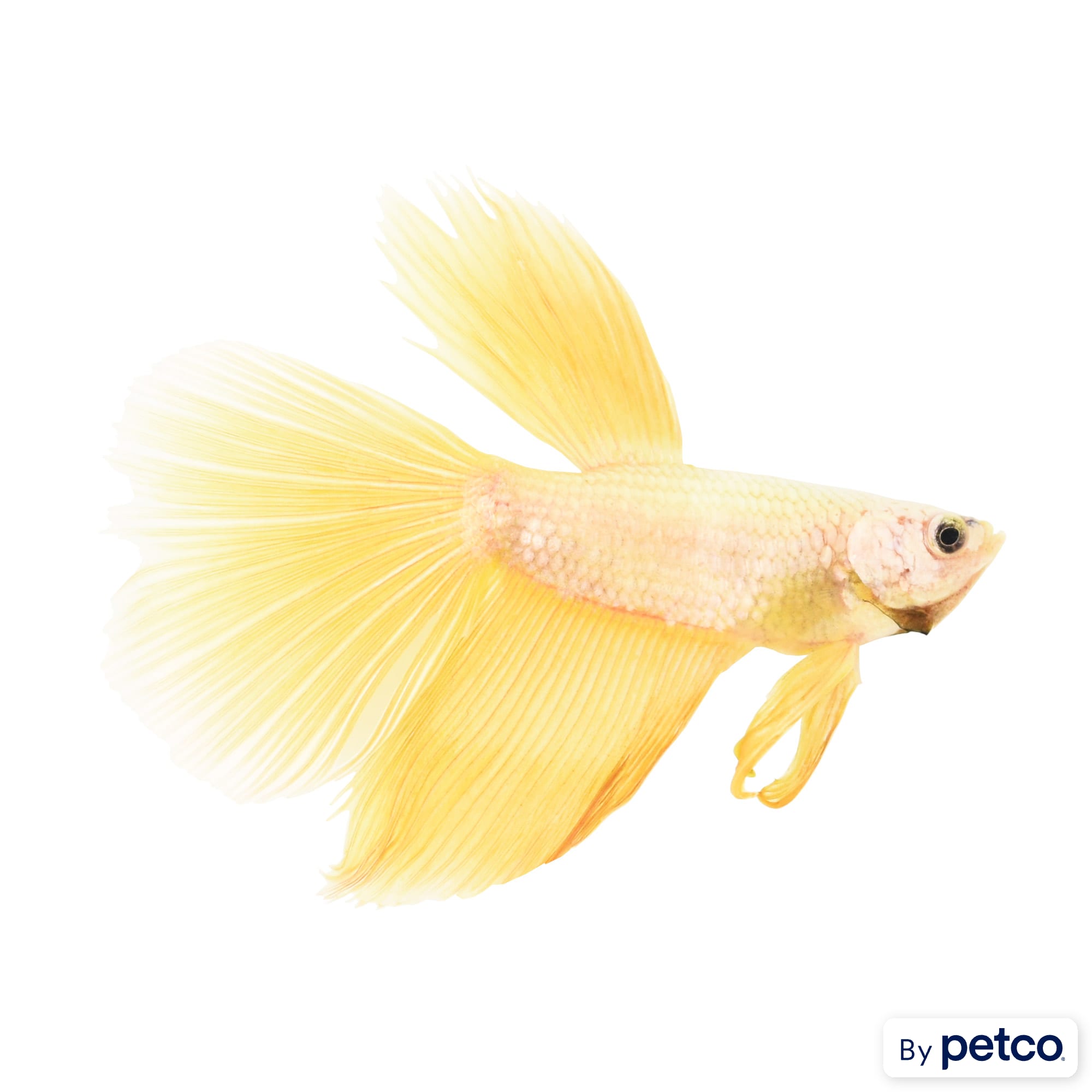 Imagitarium Male Rose Gold Betta Fish for Freshwater Tanks