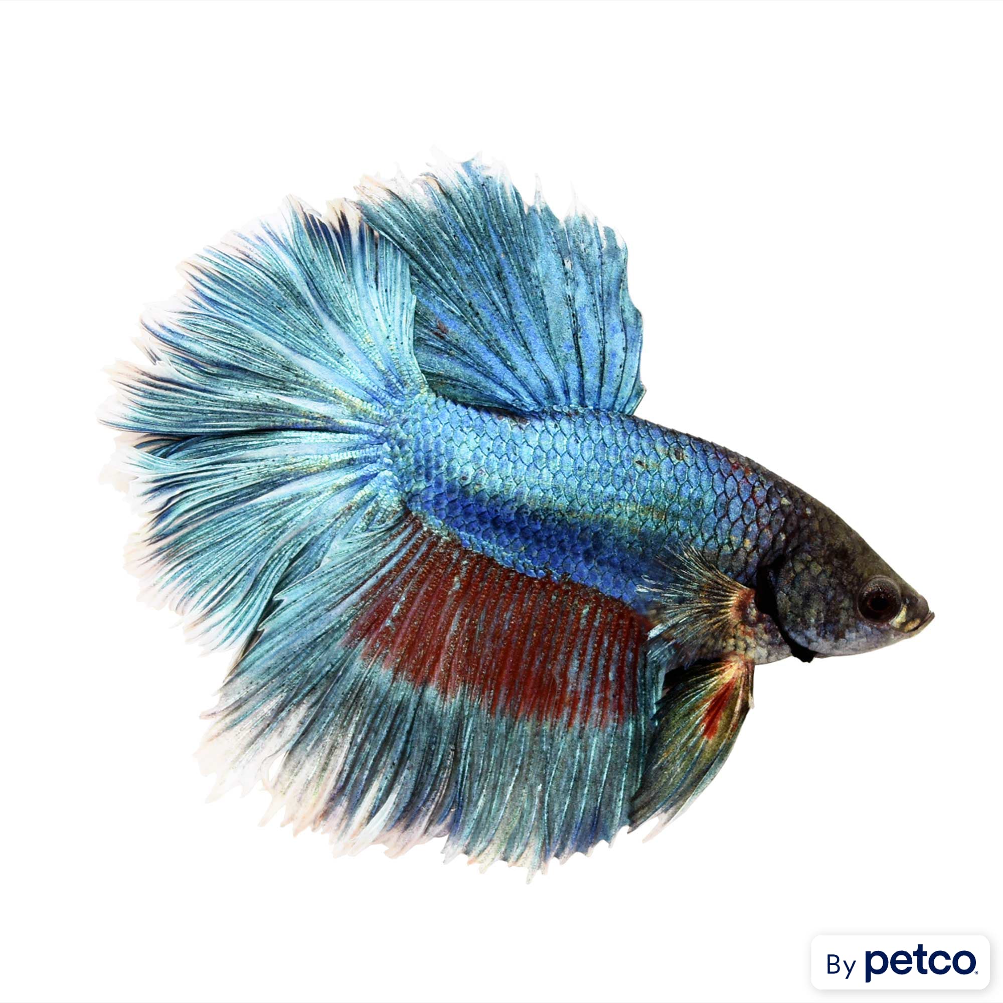 Types of betta fish petco top