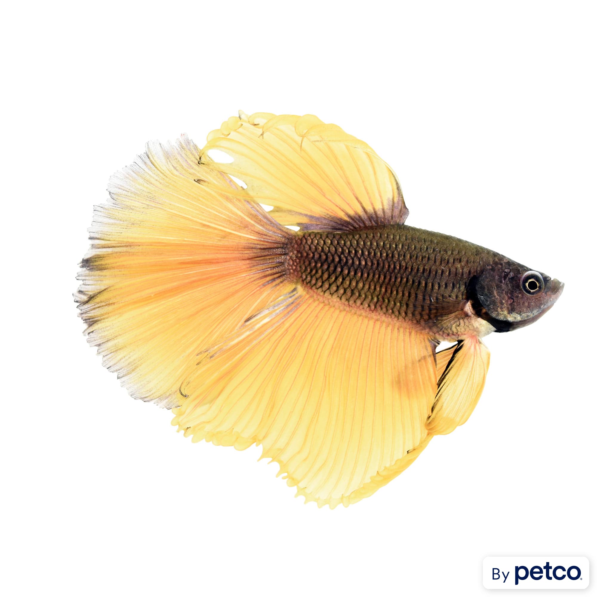 Betta fish hotsell price at petco