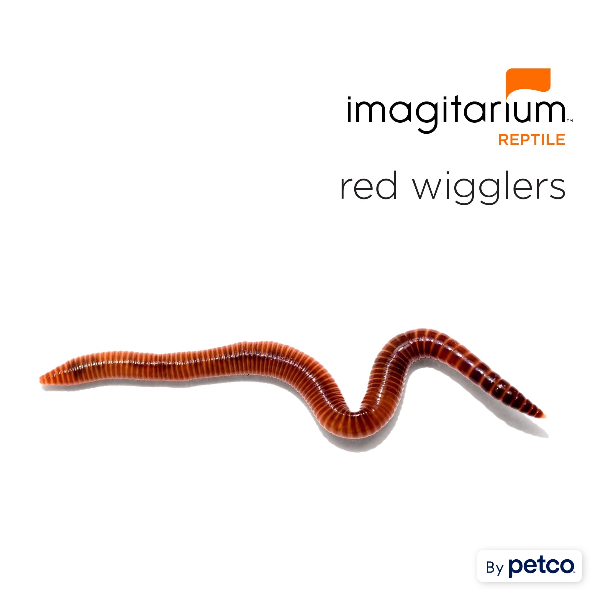 Live Red Wiggler Composting Worms, Local Pick-up
