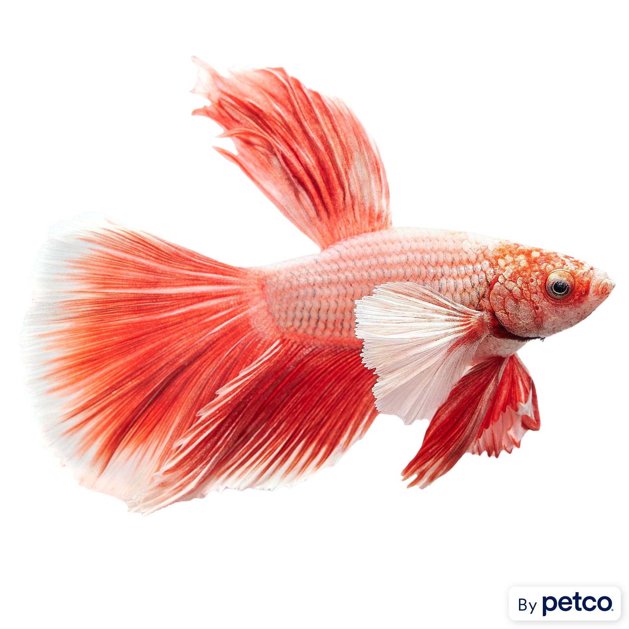 Pink hotsell female betta