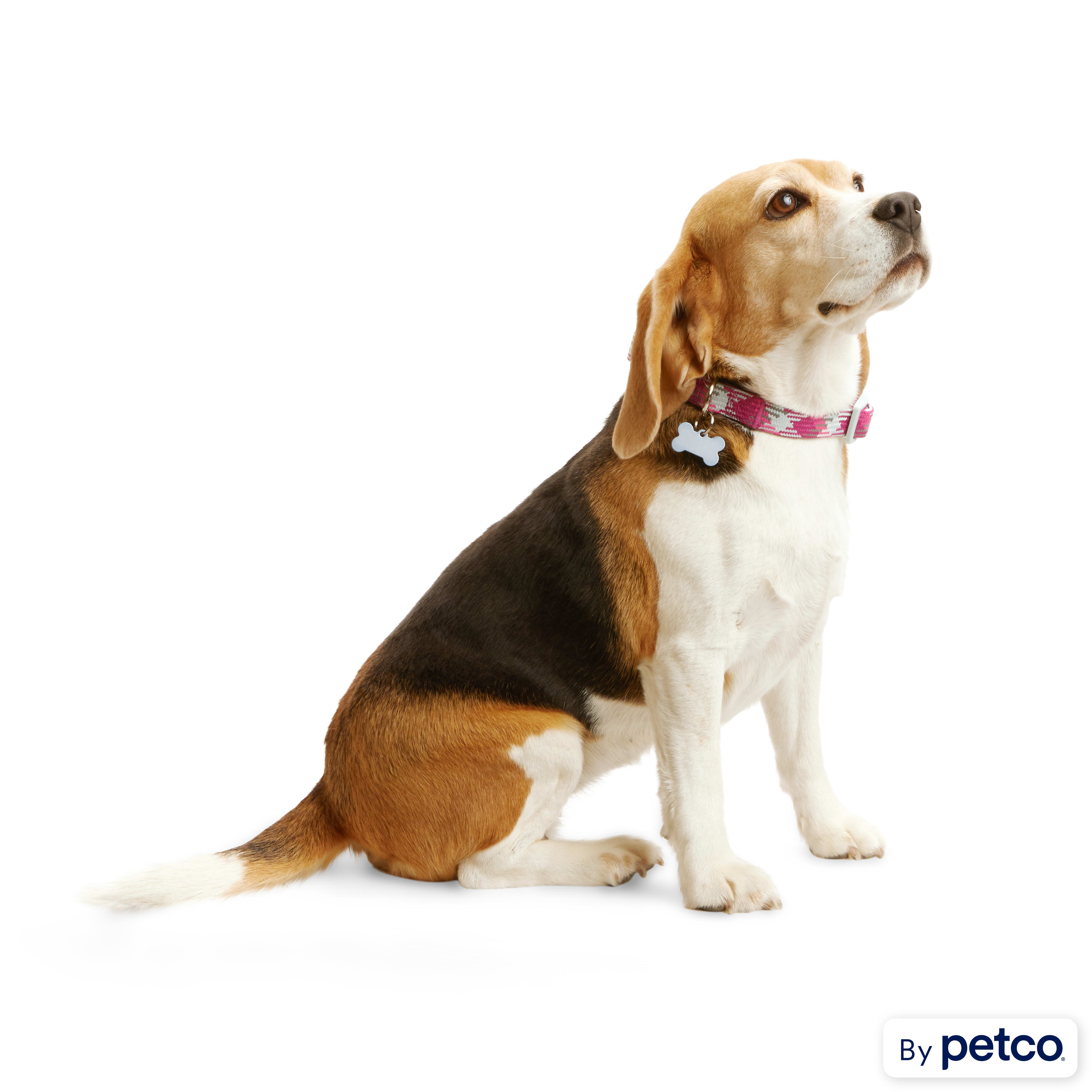 Petco led collar deals